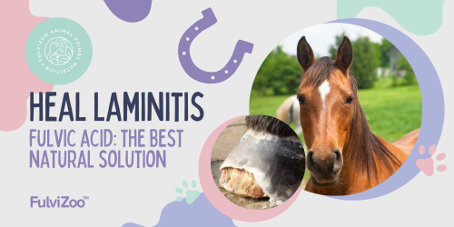 Fulvic Acid: Effective Natural Solution for Laminitis in Horses and Ponies