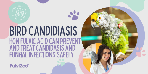 Candidiasis in Birds: How fulvic acid can help prevent and treat this common illnes.