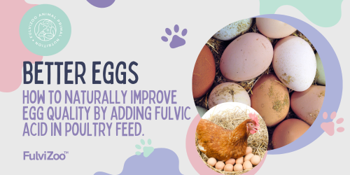 How to naturally improve poultry & birds health with fulvic acid