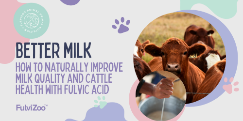 Fulvic & Humic Acid: The 100% Natural Health Solution For Dairy Cattle