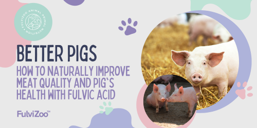 Harnessing the Power of Fulvic Acid for Your Pig's Diet