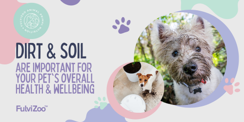 Why dirt and soil microbes are important for your pet's health?