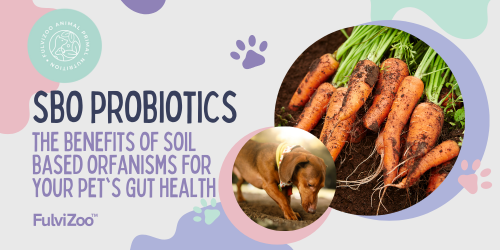 The Benefits of Soil-Based Probiotics for Pets